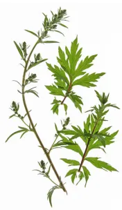 Bijvoet (Artemisia vulgaris)