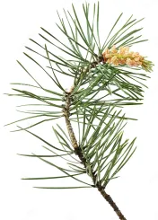 Grove Den (Pinus sylvestris)
